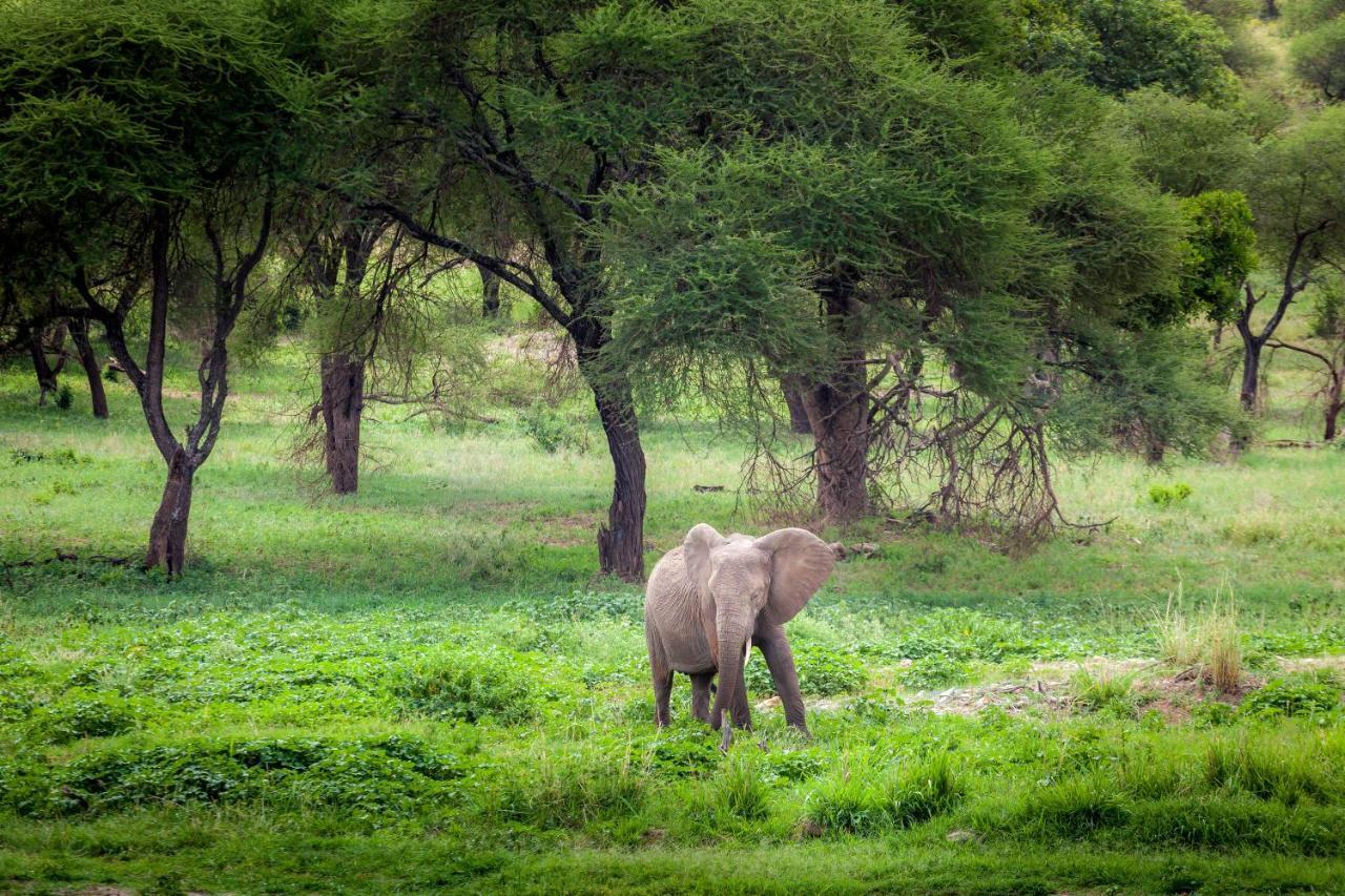 Baobab Tented Camp Kwa Kuchinia Kültér fotó