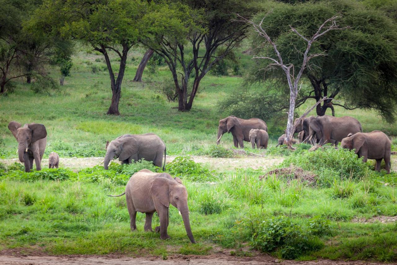 Baobab Tented Camp Kwa Kuchinia Kültér fotó