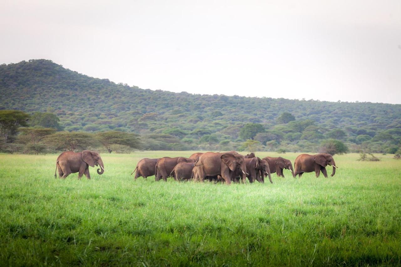 Baobab Tented Camp Kwa Kuchinia Kültér fotó